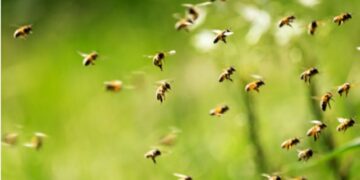 Several students stung by bees at Bogarighat ME School in Assam’s West Karbi Anglong