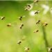 Several students stung by bees at Bogarighat ME School in Assam’s West Karbi Anglong