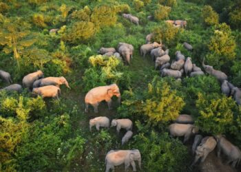 Mann Ki Baat: PM Modi lauds Assam’s ‘Hathibandhu’ initiative