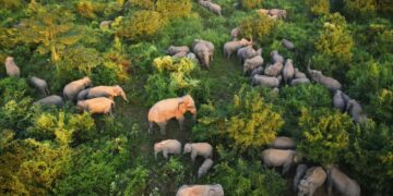 Mann Ki Baat: PM Modi lauds Assam’s ‘Hathibandhu’ initiative