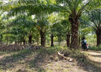Patanjali Foods Ltd plans to set up oil palm mill in Mizoram