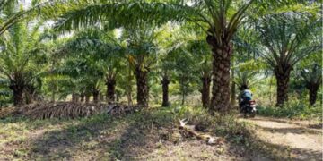 Patanjali Foods Ltd plans to set up oil palm mill in Mizoram