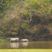 (kaziranga_/X)