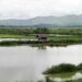 IFM urges Manipur CM to implement ‘MCPLWA 2024’ for protection of paddy land & wetland