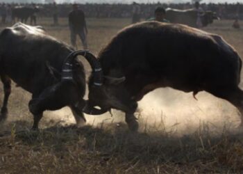 Assam: Raha police registers FIR following PETA India’s complaint against buffalo fights
