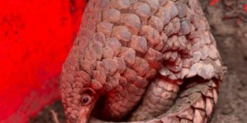 Zoological Survey of India discovers new pangolin species in Arunachal Pradesh