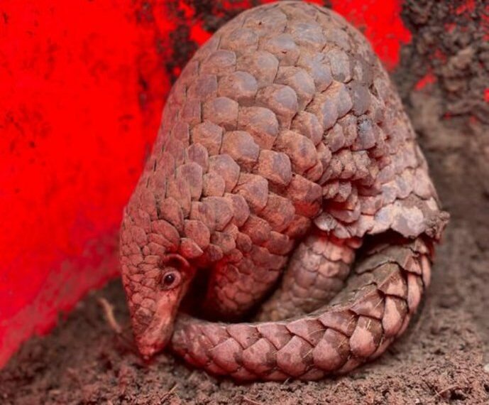 Zoological Survey of India discovers new pangolin species in Arunachal Pradesh