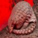 Zoological Survey of India discovers new pangolin species in Arunachal Pradesh