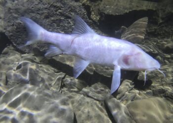 Neolissochilus pnar (plazi_species/X)