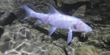 Neolissochilus pnar (plazi_species/X)
