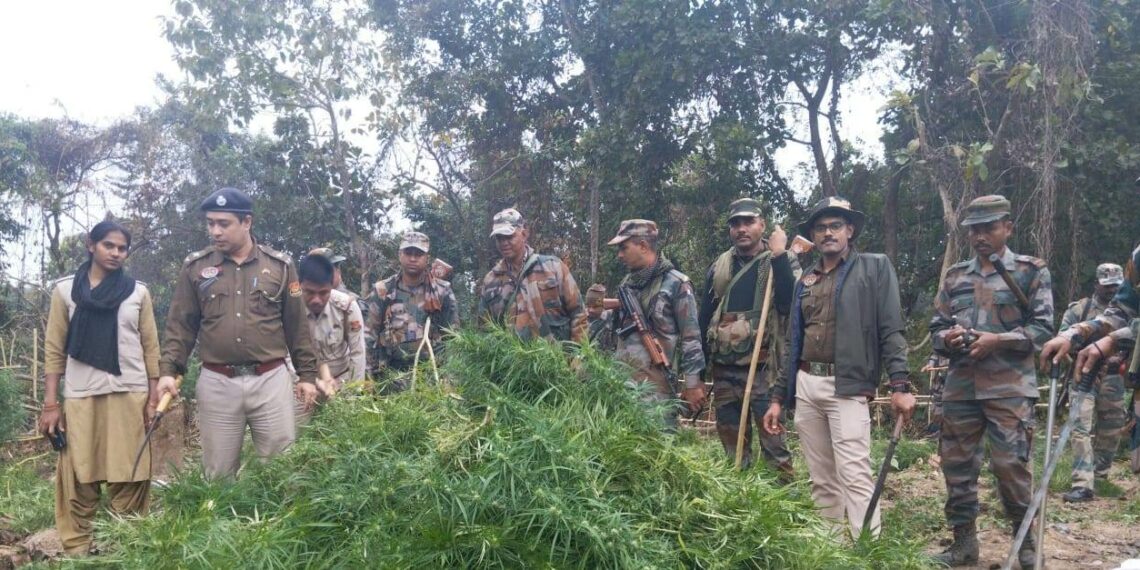 Tripura police destroys 40,000 ganja plants in South Nidaya Manaititta area