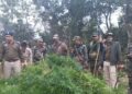 Tripura police destroys 40,000 ganja plants in South Nidaya Manaititta area