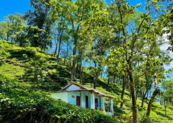 The Tipam tea estate in Assam (BorahSubhalaxmi/X)