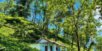 The Tipam tea estate in Assam (BorahSubhalaxmi/X)