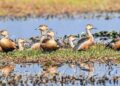 Manipur: Over 30 species of migratory birds sighted during ‘Annual Migratory Bird Census’ at Lamphelpat