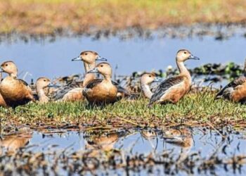 Manipur: Over 30 species of migratory birds sighted during ‘Annual Migratory Bird Census’ at Lamphelpat