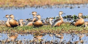 Manipur: Over 30 species of migratory birds sighted during ‘Annual Migratory Bird Census’ at Lamphelpat