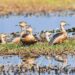 Manipur: Over 30 species of migratory birds sighted during ‘Annual Migratory Bird Census’ at Lamphelpat