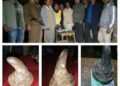 Assam police recovers 1.341 kg rhino horn in Golaghat, 4 held