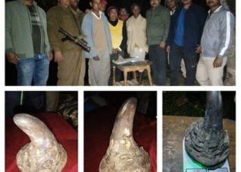 Assam police recovers 1.341 kg rhino horn in Golaghat, 4 held