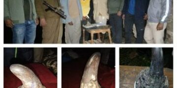 Assam police recovers 1.341 kg rhino horn in Golaghat, 4 held