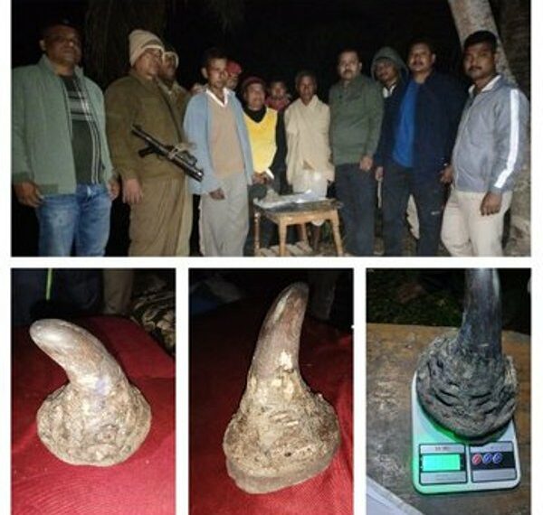 Assam police recovers 1.341 kg rhino horn in Golaghat, 4 held