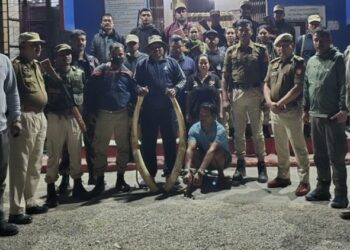Assam Forest Dept seizes two elephant tusks in Udalguri; one held
