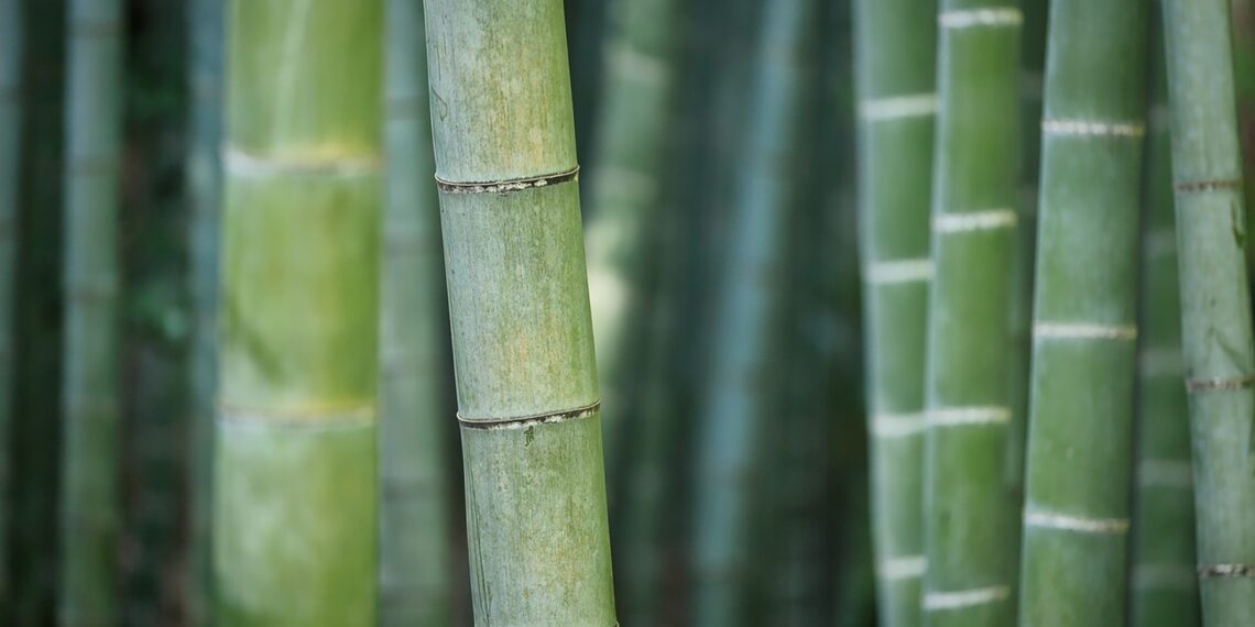 Bamboo plants (pixabay)