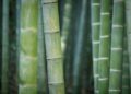 Bamboo plants (pixabay)