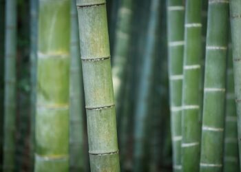 Bamboo plants (pixabay)