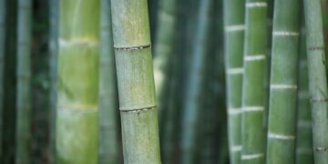 Bamboo plants (pixabay)