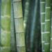 Bamboo plants (pixabay)