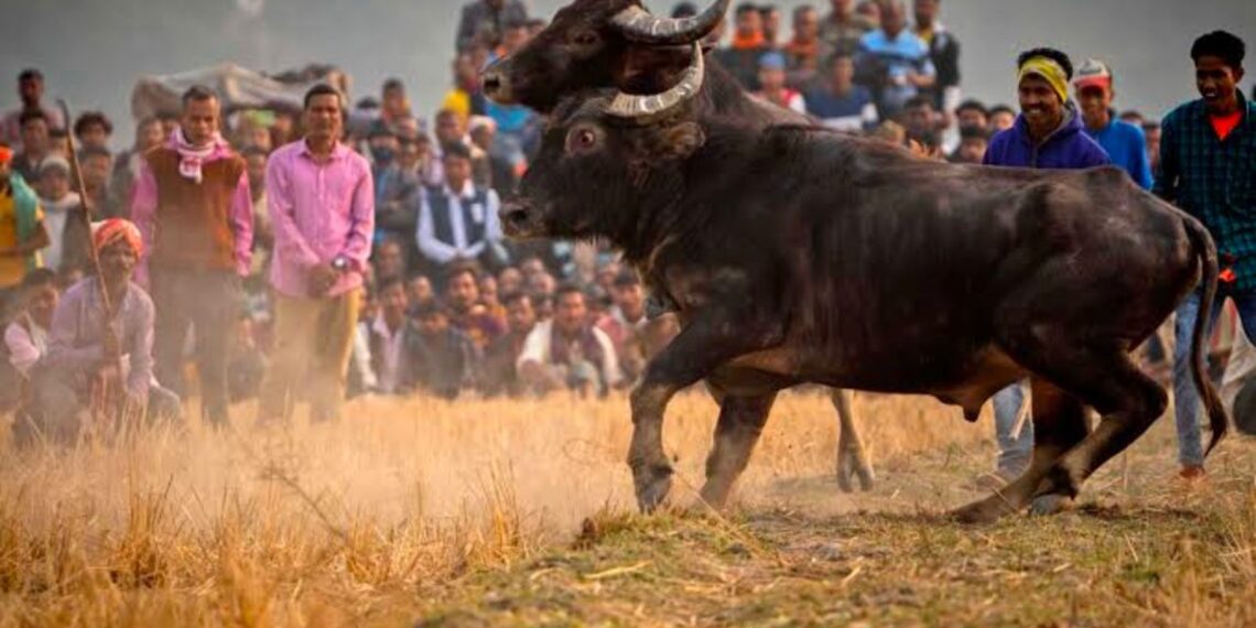Buffalo fight (AugadhBhuveda/X)
