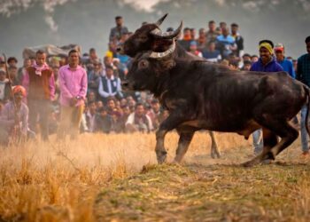 Buffalo fight (AugadhBhuveda/X)