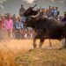Buffalo fight (AugadhBhuveda/X)