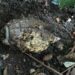 Manipur: Two hand grenades found near residence of former minister Bijoy Koijam