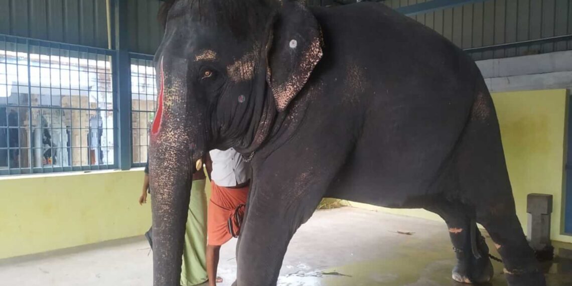 Jeymalyatha (Joymala), a captive elephant