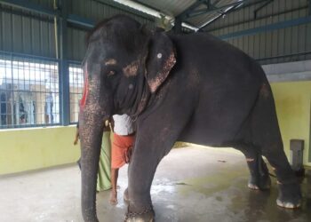 Jeymalyatha (Joymala), a captive elephant