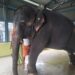Jeymalyatha (Joymala), a captive elephant