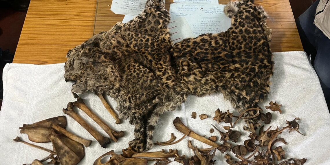 The leopard skin and bones seized in Moran, Assam (CustomsNer/X)