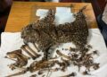 The leopard skin and bones seized in Moran, Assam (CustomsNer/X)