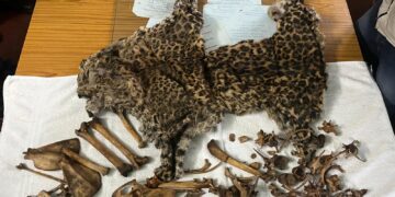 The leopard skin and bones seized in Moran, Assam (CustomsNer/X)