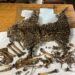 The leopard skin and bones seized in Moran, Assam (CustomsNer/X)