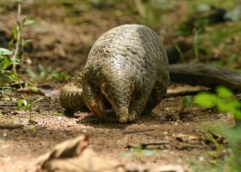 Pangolins in Peril: Northeast India’s emerging but silent wildlife crisis