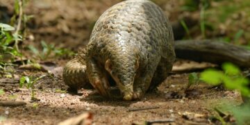 Pangolins in Peril: Northeast India’s emerging but silent wildlife crisis