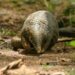 Pangolins in Peril: Northeast India’s emerging but silent wildlife crisis