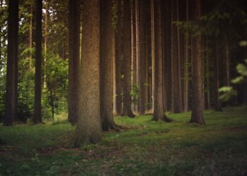 Representational image (pixabay)