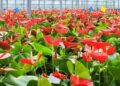 Mizoram exports first consignment of Anthurium flowers to Singapore