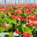 Mizoram exports first consignment of Anthurium flowers to Singapore