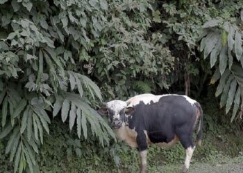 Arunachal Pradesh: Fluorescent collars distributed to Mithun owners to prevent road accidents